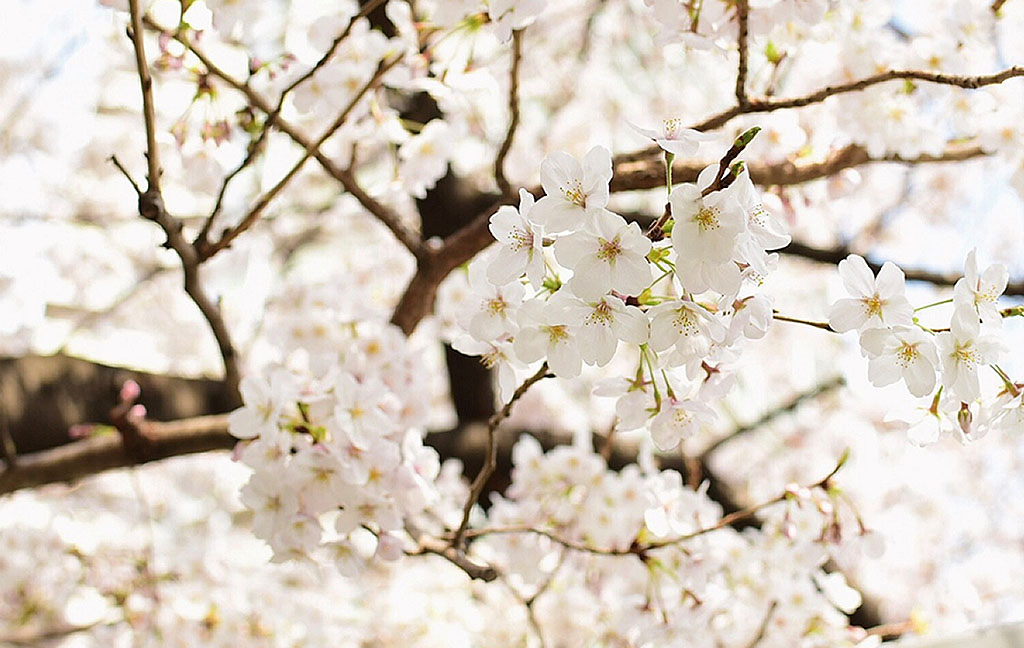 アーク五反田周辺の桜並木
