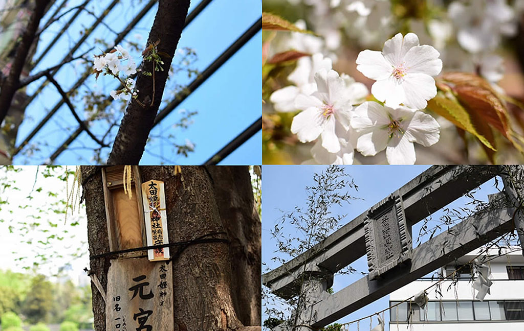 烏山お茶の水ビル周辺の自然